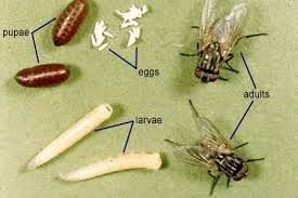 Do Flies Come From Maggots?  Wheelie Bin Cleaning Service