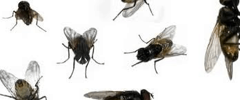 fly infestation