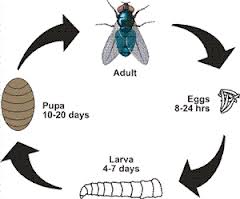 How long do maggots live?  Wheelie Bin Cleaning Service