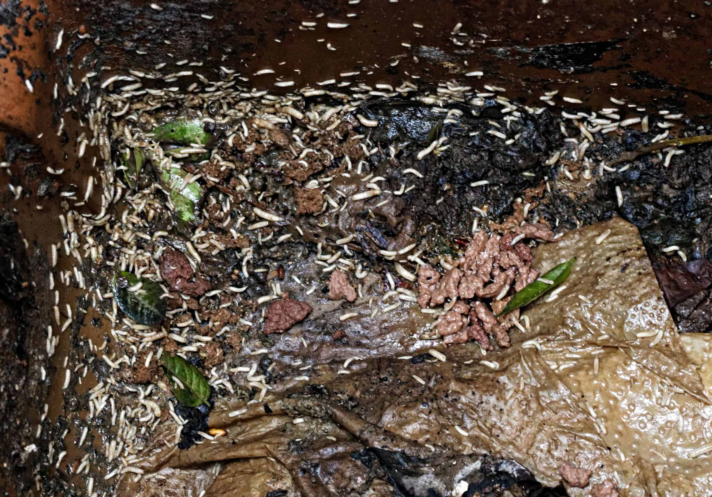 What Do Maggots Eat?  Wheelie Bin Cleaning Service