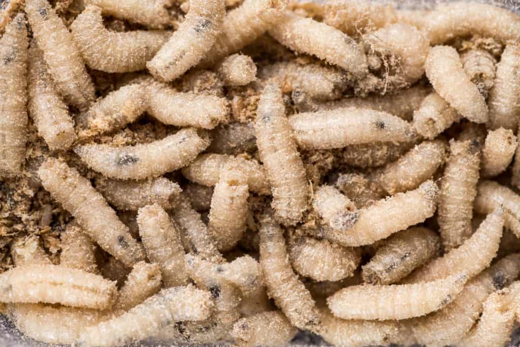 What do online maggots look like