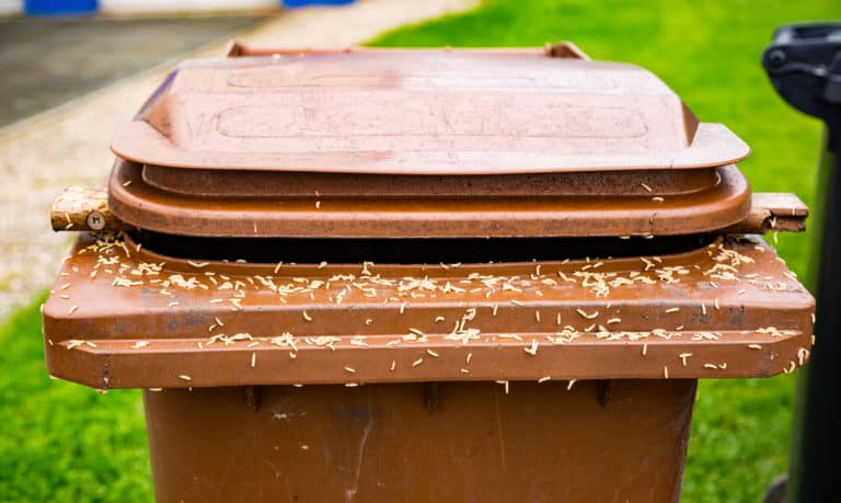 how-to-get-rid-of-maggots-in-your-bin-wheelie-bin-cleaning-service