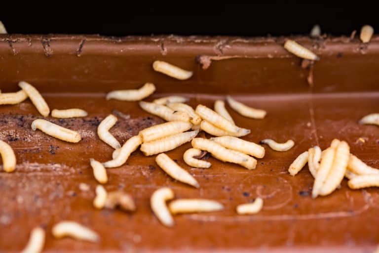 Are Maggots Dangerous? Wheelie Bin Cleaning Service Warrington