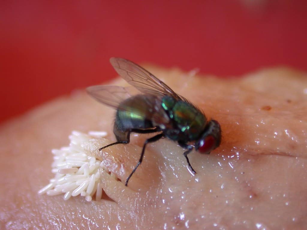 House Fly Larvae In Skin